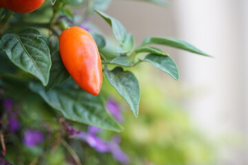 Close-up of  one red chili pepper