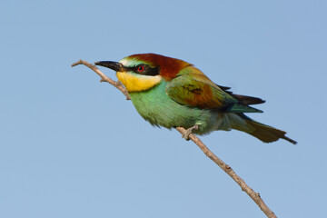 European Bee-eater (Merops apiaster) 