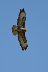 Common Buzzard (Buteo buteo) in flight