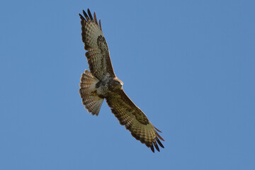 Common Buzzard (Buteo buteo) in flight