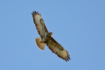Common Buzzard (Buteo buteo) in flight