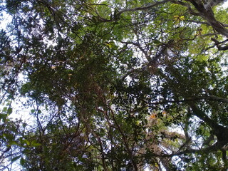 tree and sky