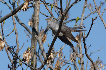 Common cuckoo (Cuculus canorus) singing on a branch