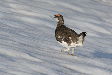 Male Rock Ptarmigan (Lagopus muta) walking on the snow