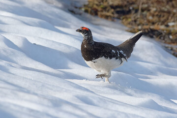 Male Rock Ptarmigan (Lagopus muta) walking on the snow