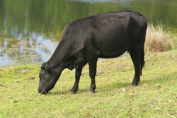 Black cow eating grass near the pond on Florida farm