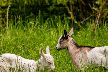 Fototapeta premium Two white domestic goats grazing on field 