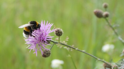 bee on a flower