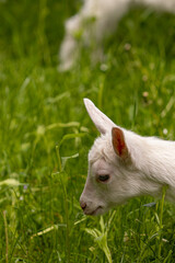 Small white domestic goat grazing, close up