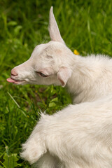 Obraz premium Small domestic goat grazing, close up