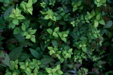 Green leaf background