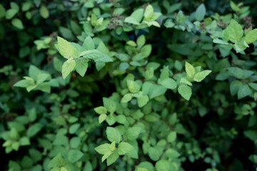 Green leaf background