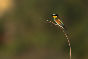 European bee-eater perched on a tree, Bahrain