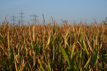 Maiskolben Maisfeld im Herbst