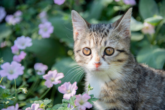 Portrait of a young tabby kitten photographed outside in a garden..