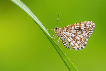 Latticed Heath - Chiasmia clathrata, small brown and yellow moth from European meadows and grasslands, Zlin, Czech Republic.