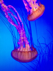 M&eacute;duse
KODAK Digital Still Camera