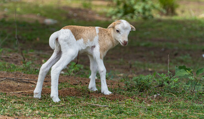 Obraz na płótnie Canvas sheep new born standing on meadow 