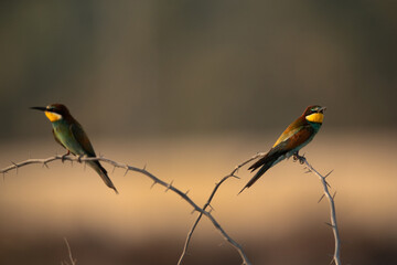 European bee-eaters perched on a tree, Bahrain