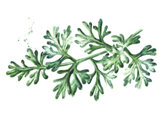 Sprig of medicinal plant wormwood, Hand drawn watercolor illustration isolated on white background