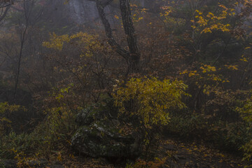 신비한 가을 숲속