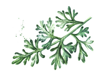 Sprig of medicinal plant wormwood. Hand drawn watercolor illustration isolated on white background