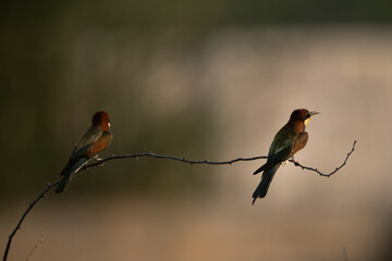 European bee-eaters perched on a tree, Bahrain. A backlit image.