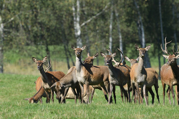 A herd of deer stag and hind deer in a meadow during a rut