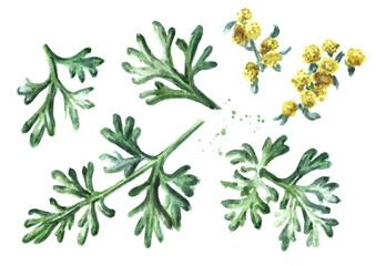 Sprigs, leaf anf flowers of medicinal plant wormwood set. Hand drawn watercolor illustration isolated on white background