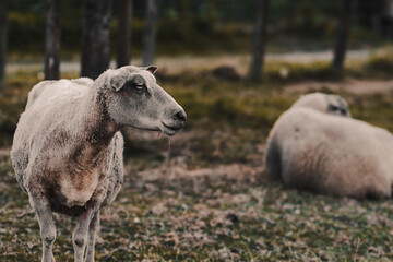 Fototapeta premium Des moutons au coucher du soleil.