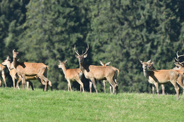 A herd of deer stag and hind deer in a meadow during a rut