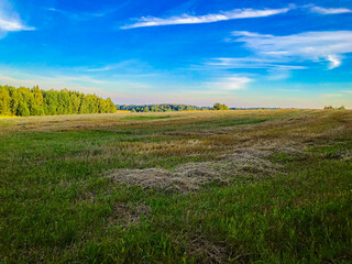 Fototapeta premium Summer Field