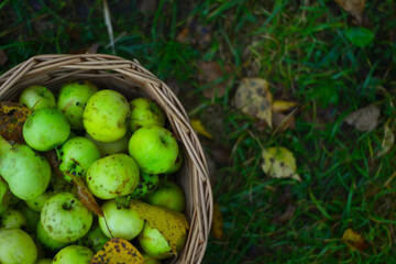 apples in a basket