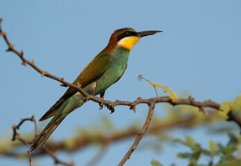 Closeup of a European bee-eater perched on tree, Bahrain