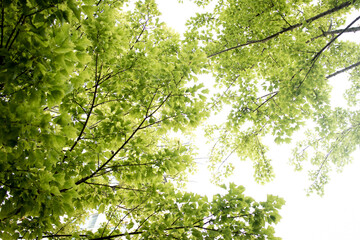 Fototapeta na wymiar green leaf background 