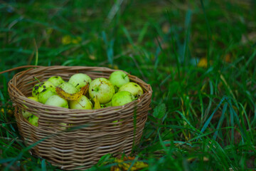 basket with apples 