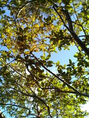 guava branches and leaves against the calm blue of the sky