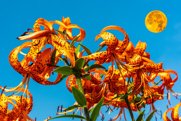 Lily flowers and the moon on a background of blue sky.