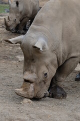 Obraz premium rhino in the zoo
