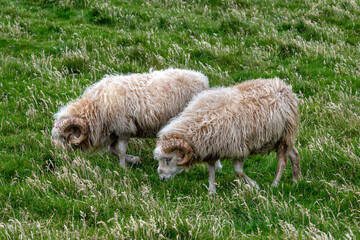 Sheeps on Mykines island, Faroe Islands.