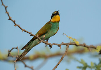 Portrait of a European bee-eater, Bahrain