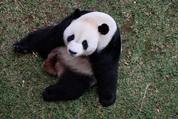 Fototapeta premium giant panda bear