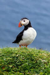 Puffin at the Mykines island at Faroe Islands