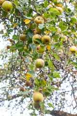 a branch of an apple tree with fruits