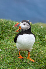 Puffin at the Mykines island at Faroe Islands