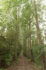 Path through the forrest in Zeeland near Millingen aan de Rijn, The Netherlands