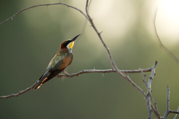 European bee-eater perched on a acacia tree, Bahrain. A backlit image.