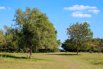 Un chemin entre les arbres dans une réserve protégée
