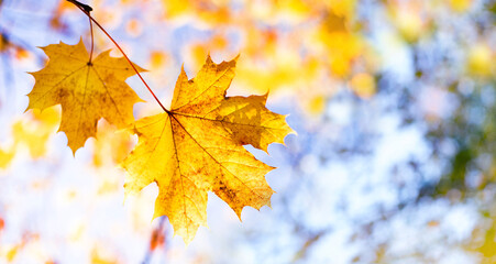 Naklejka na ściany i meble Bright yellow autumn maple leaves in soft focus close-up against a blue sky on an autumn sunny day. Autumn bright background banner with copy space