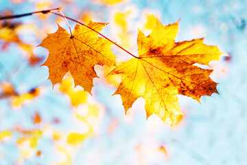 Naklejka na ściany i meble Bright yellow autumn maple leaves in soft focus close-up against a blue sky on an autumn sunny day. Autumn bright background with copy space